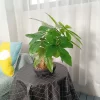 43cm Artificial Monstera Tree Potted Fake Tropical Money Plants 4