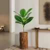 74-140cm Large Ficus Tree with Magnolia Leaves 4