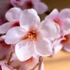 40cm Artificial Cherry Blossom Branch for Wedding Arch & Party Backdrop 5