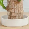 Brazilian Wood Plant Tray Holder 4