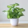 Artificial Potted Bonsai Green Tree 4