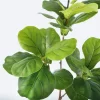 76-135cm Artificial Magnolia & Rubber Fig Tree 6