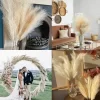 39inch Fluffy Pampas Grass for Boho Wedding & Christmas Decor 3